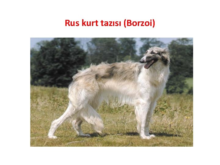 Rus kurt tazısı (Borzoi) 