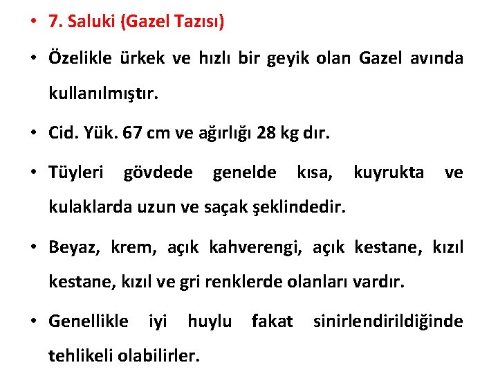  • 7. Saluki (Gazel Tazısı) • Özelikle ürkek ve hızlı bir geyik olan