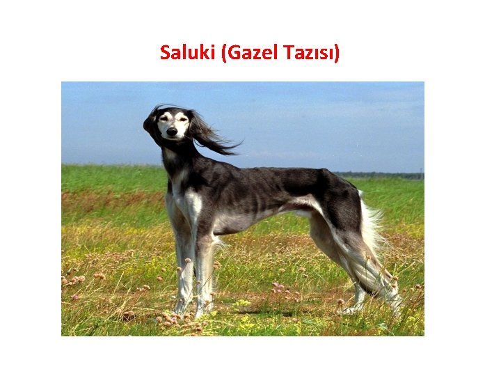 Saluki (Gazel Tazısı) 