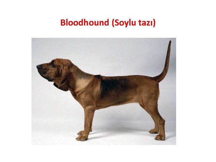 Bloodhound (Soylu tazı) 