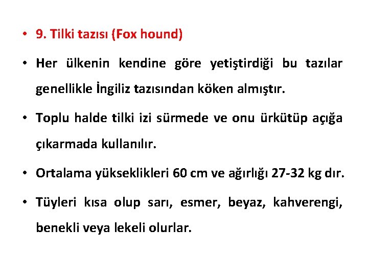 • 9. Tilki tazısı (Fox hound) • Her ülkenin kendine göre yetiştirdiği bu • 9. Tilki tazısı (Fox hound) • Her ülkenin kendine göre yetiştirdiği bu