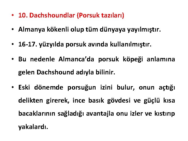  • 10. Dachshoundlar (Porsuk tazıları) • Almanya kökenli olup tüm dünyaya yayılmıştır. •