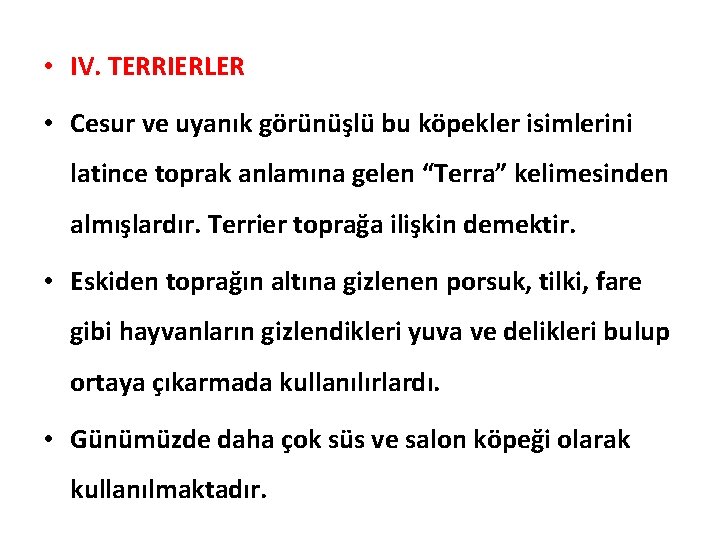  • IV. TERRIERLER • Cesur ve uyanık görünüşlü bu köpekler isimlerini latince toprak