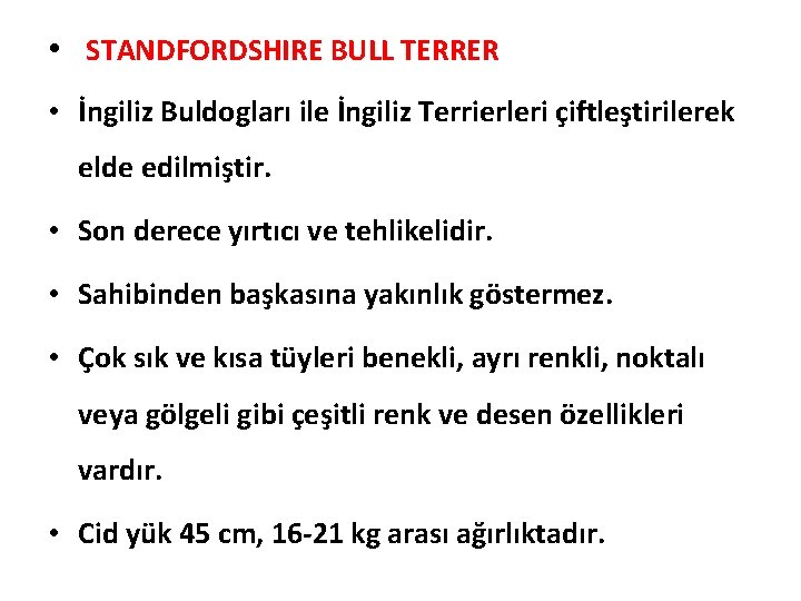  • STANDFORDSHIRE BULL TERRER • İngiliz Buldogları ile İngiliz Terrierleri çiftleştirilerek elde edilmiştir.