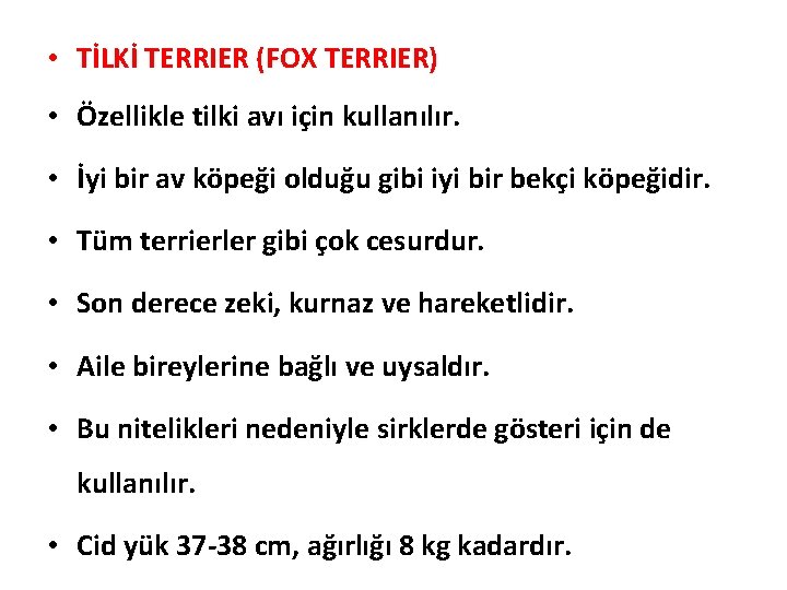  • TİLKİ TERRIER (FOX TERRIER) • Özellikle tilki avı için kullanılır. • İyi