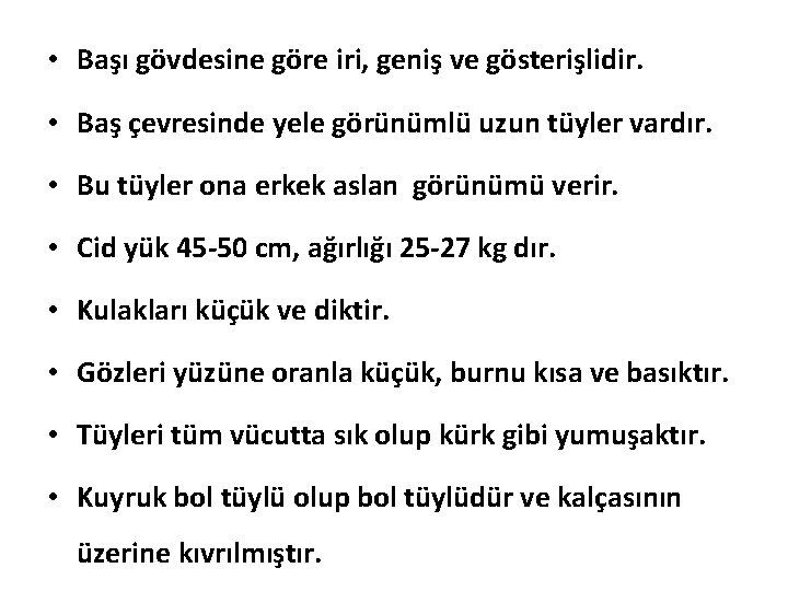  • Başı gövdesine göre iri, geniş ve gösterişlidir. • Baş çevresinde yele görünümlü