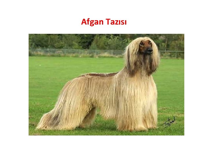 Afgan Tazısı 