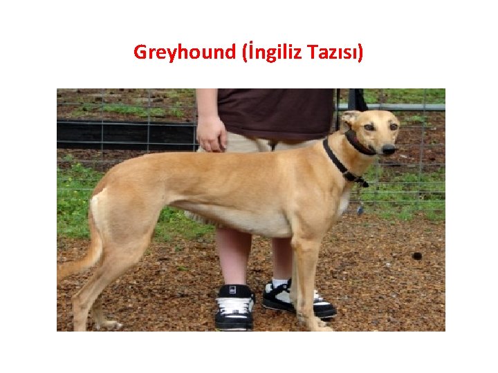 Greyhound (İngiliz Tazısı) 