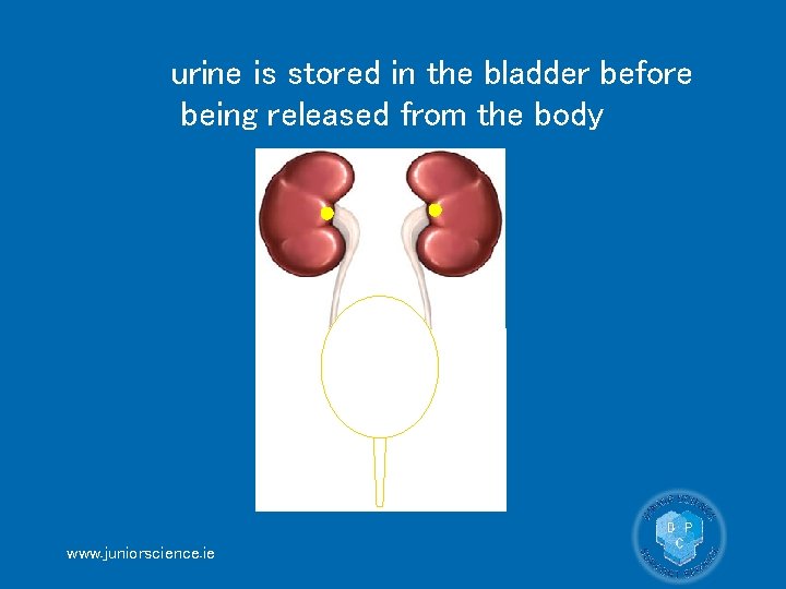 urine is stored in the bladder before being released from the body urethra www.