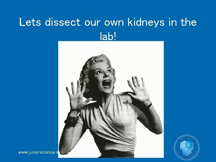 Lets dissect our own kidneys in the lab! www. juniorscience. ie 