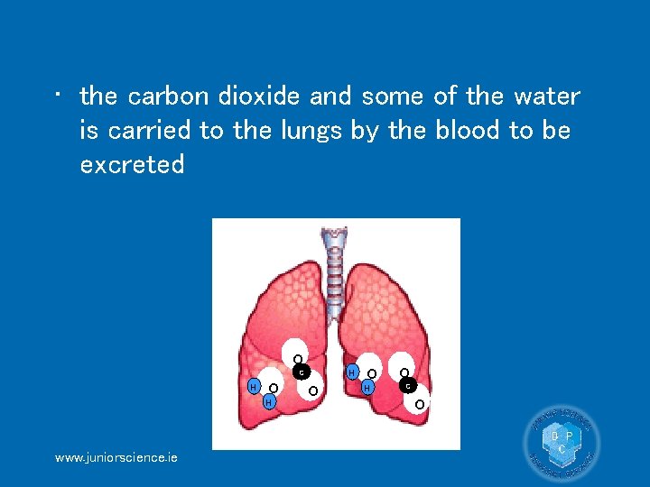  • the carbon dioxide and some of the water is carried to the