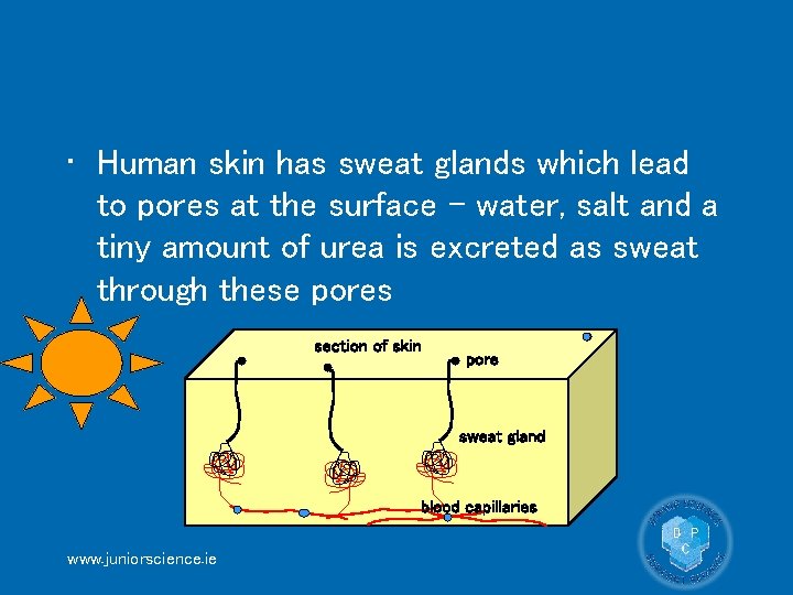  • Human skin has sweat glands which lead to pores at the surface