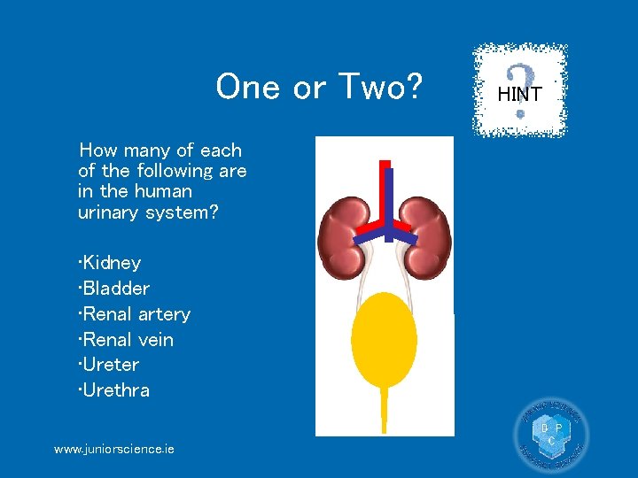 One or Two? How many of each of the following are in the human