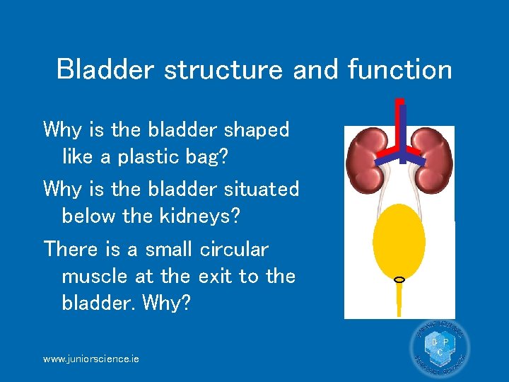 Bladder structure and function Why is the bladder shaped like a plastic bag? Why