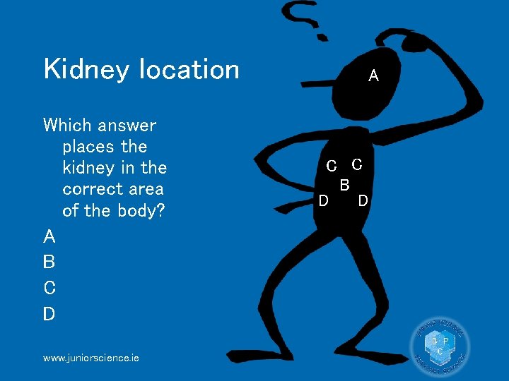 Kidney location Which answer places the kidney in the correct area of the body?