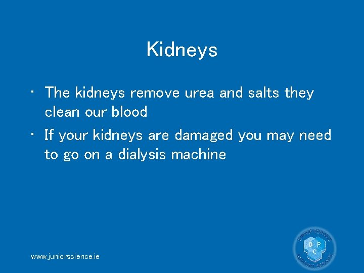 Kidneys • The kidneys remove urea and salts they clean our blood • If