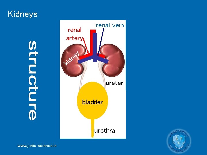 Kidneys renal artery renal vein y e n kid ureter bladder urethra www. juniorscience.