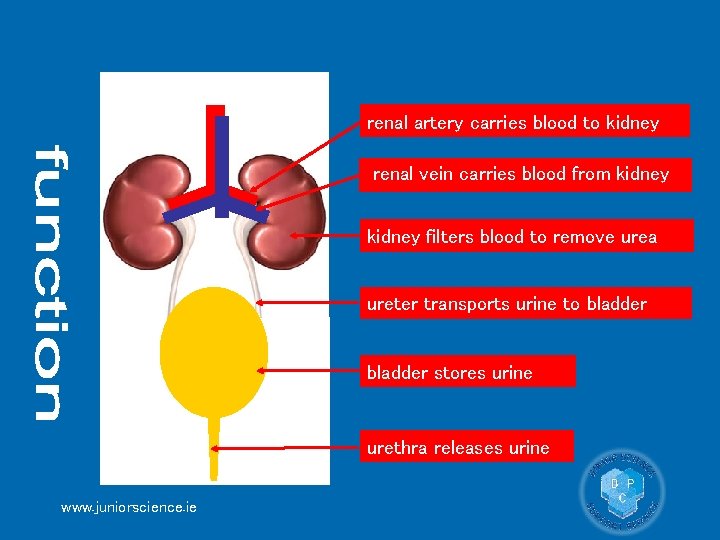 renal artery carries blood to kidney renal vein carries blood from kidney filters blood