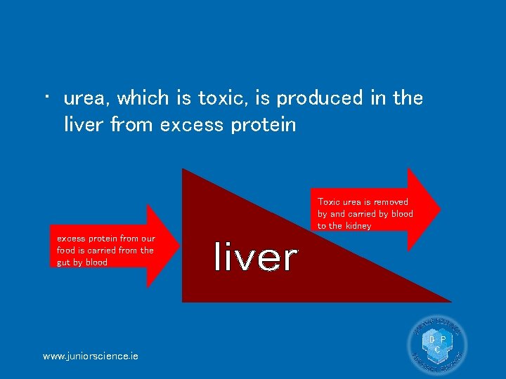  • urea, which is toxic, is produced in the liver from excess protein
