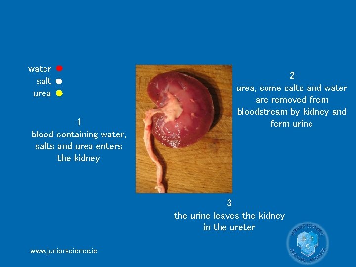 water salt urea 1 blood containing water, salts and urea enters the kidney 2