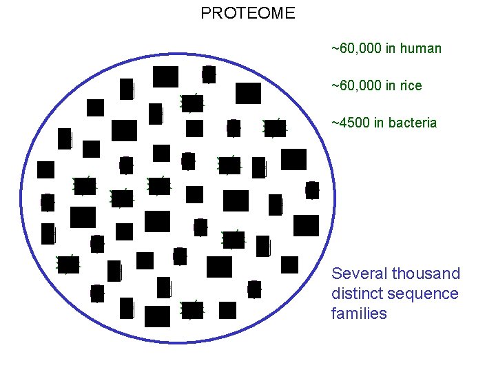 PROTEOME ~60, 000 in human ~60, 000 in rice ~4500 in bacteria Several thousand