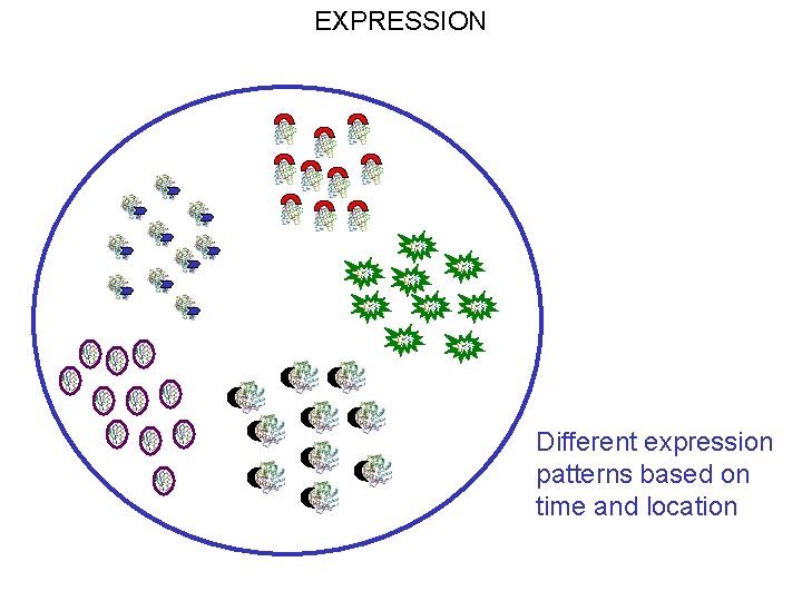 EXPRESSION Different expression patterns based on time and location 
