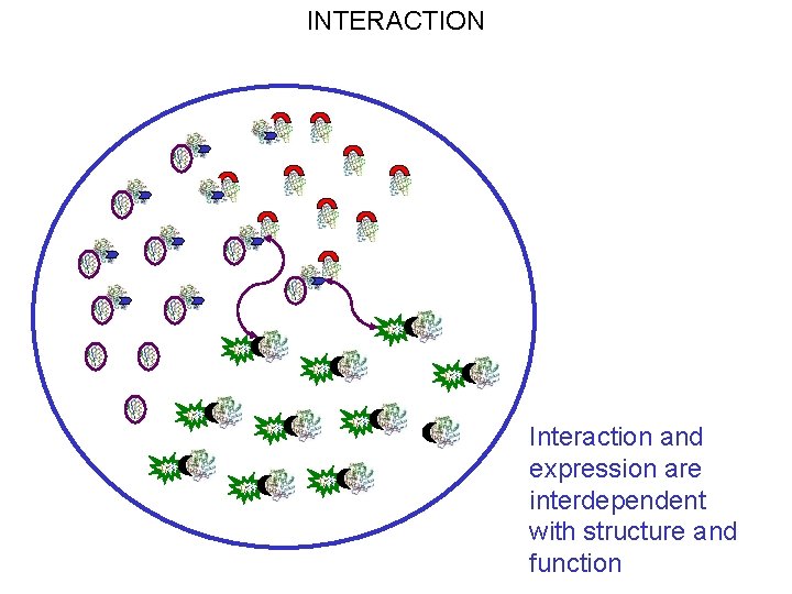 INTERACTION Interaction and expression are interdependent with structure and function 