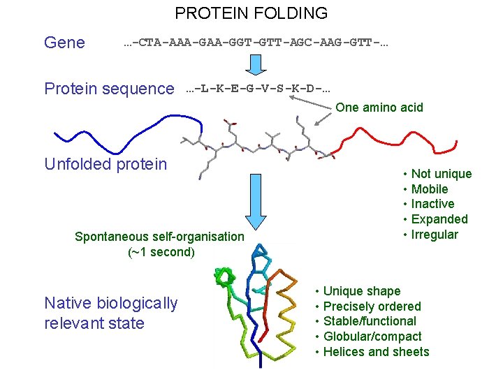 PROTEIN FOLDING Gene …-CTA-AAA-GGT-GTT-AGC-AAG-GTT-… Protein sequence …-L-K-E-G-V-S-K-D-… One amino acid Unfolded protein Spontaneous self-organisation
