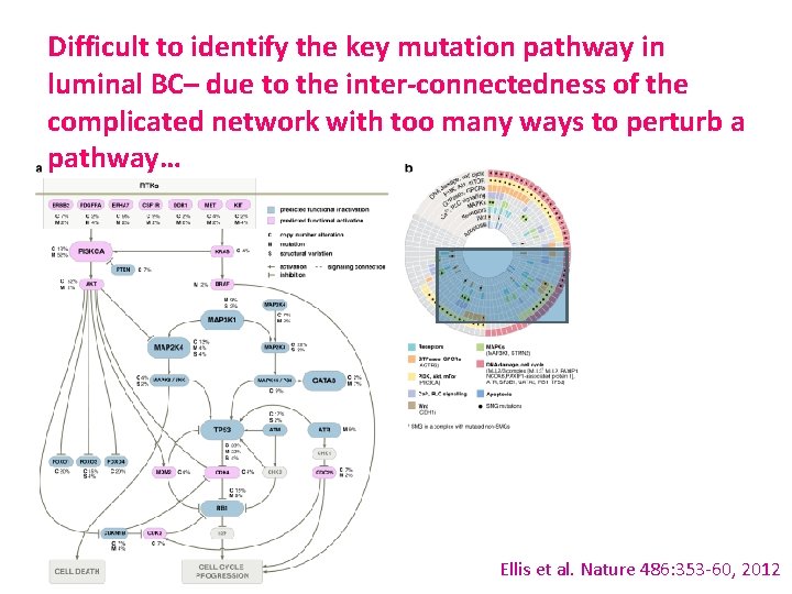 Difficult to identify the key mutation pathway in luminal BC– due to the inter-connectedness