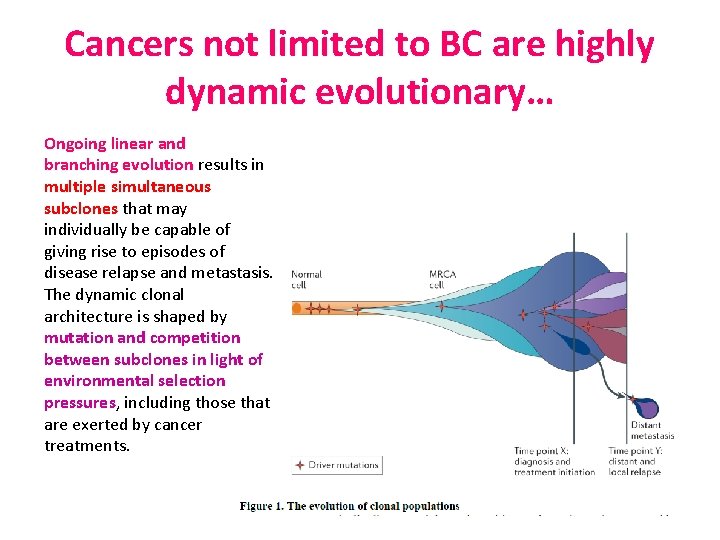 Cancers not limited to BC are highly dynamic evolutionary… Ongoing linear and branching evolution