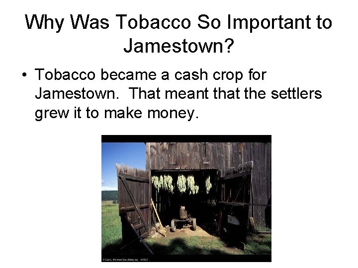 Why Was Tobacco So Important to Jamestown? • Tobacco became a cash crop for