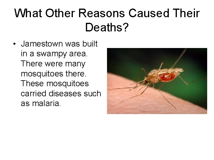 What Other Reasons Caused Their Deaths? • Jamestown was built in a swampy area.