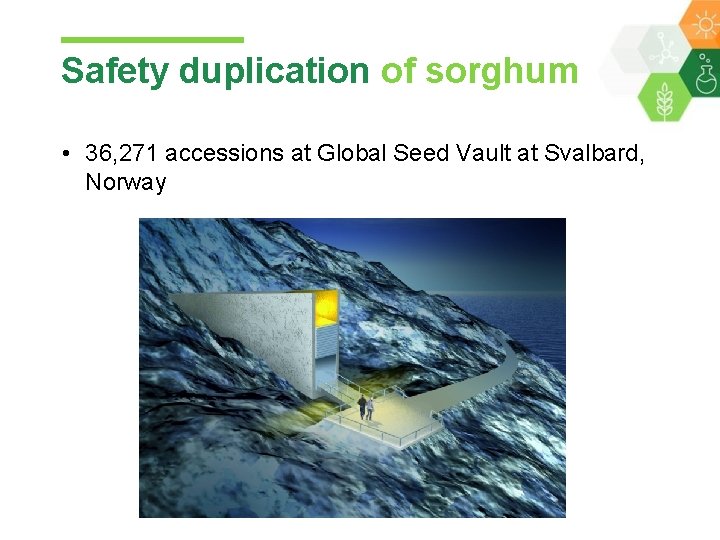 Safety duplication of sorghum • 36, 271 accessions at Global Seed Vault at Svalbard,