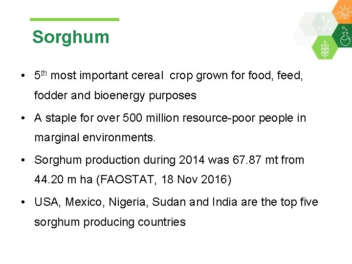 Sorghum • 5 th most important cereal crop grown for food, feed, fodder and