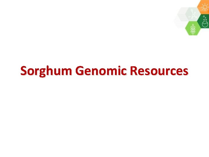 Sorghum Genomic Resources 
