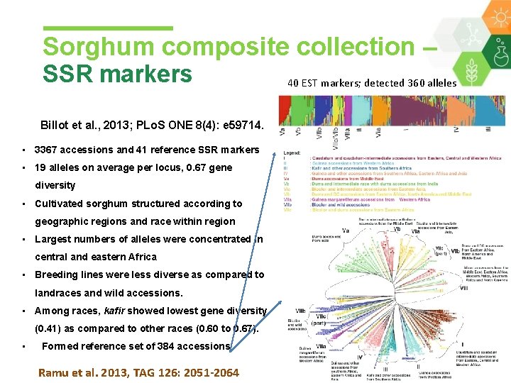 Sorghum composite collection – SSR markers Billot et al. , 2013; PLo. S ONE