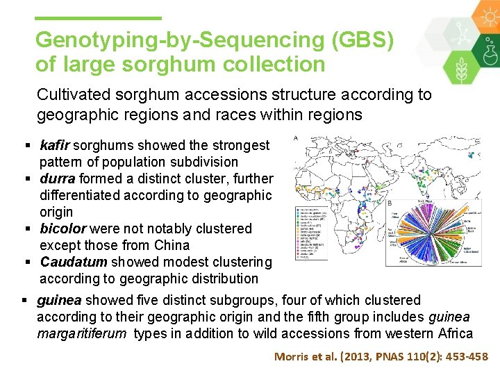 Genotyping-by-Sequencing (GBS) of large sorghum collection Cultivated sorghum accessions structure according to geographic regions