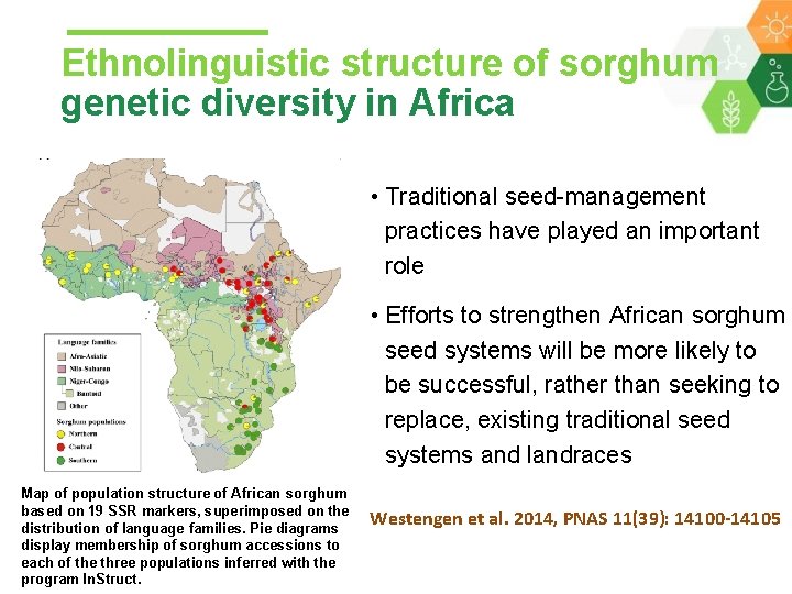 Ethnolinguistic structure of sorghum genetic diversity in Africa • Traditional seed-management practices have played