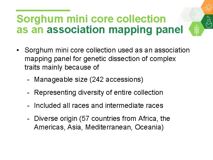 Sorghum mini core collection as an association mapping panel • Sorghum mini core collection