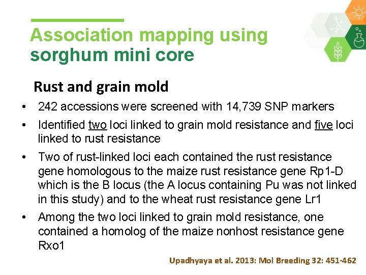 Association mapping using sorghum mini core Rust and grain mold • 242 accessions were