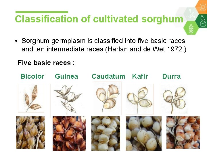 Classification of cultivated sorghum • Sorghum germplasm is classified into five basic races and