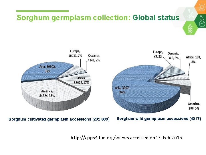 Sorghum germplasm collection: Global status Sorghum cultivated germplasm accessions (232, 600) Sorghum wild germplasm