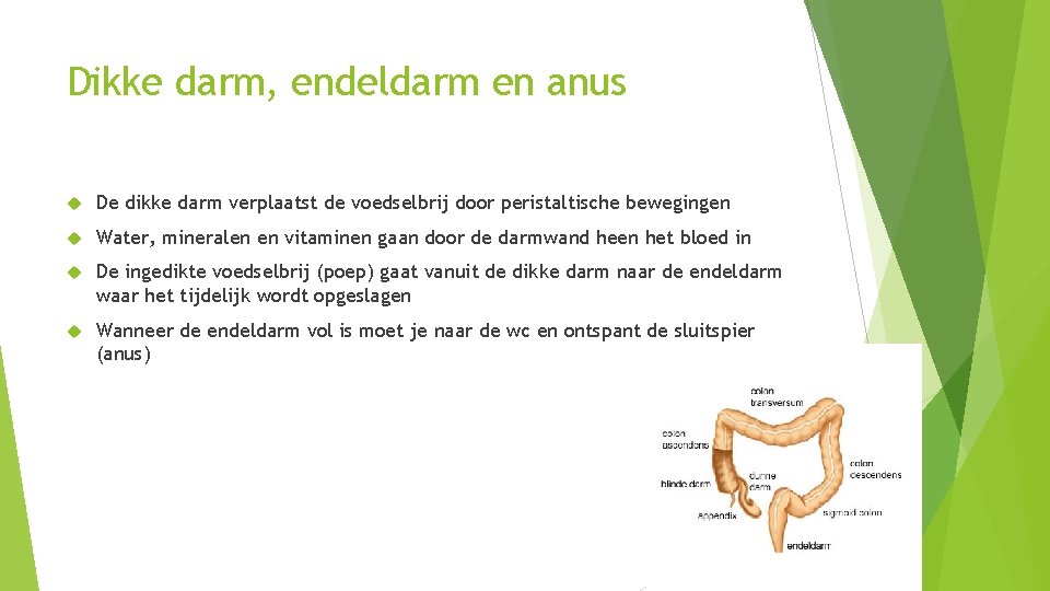 Dikke darm, endeldarm en anus De dikke darm verplaatst de voedselbrij door peristaltische bewegingen