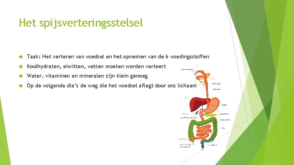 Het spijsverteringsstelsel Taak: Het verteren van voedsel en het opnemen van de 6 voedingsstoffen