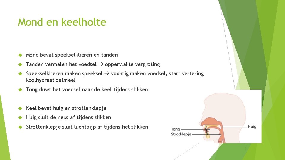 Mond en keelholte Mond bevat speekselklieren en tanden Tanden vermalen het voedsel oppervlakte vergroting