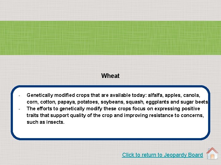 Wheat - Genetically modified crops that are available today: alfalfa, apples, canola, corn, cotton,