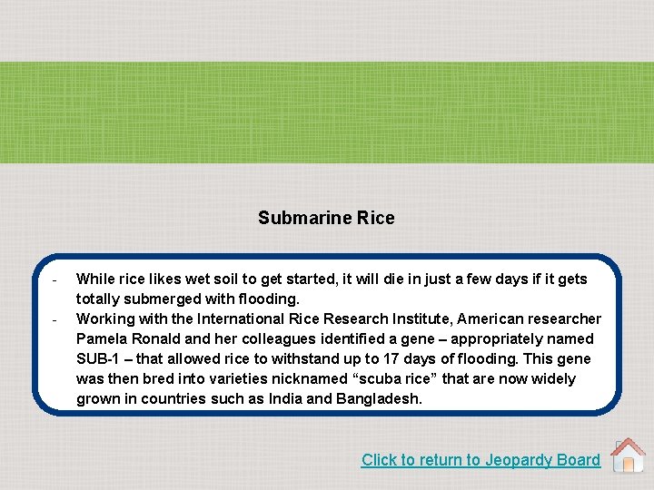 Submarine Rice - While rice likes wet soil to get started, it will die