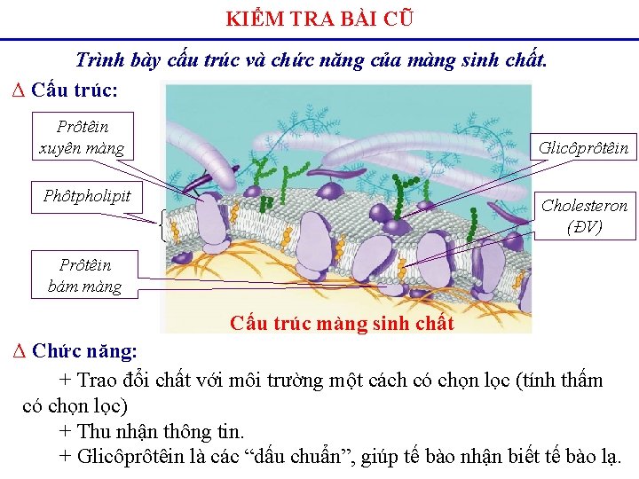 KIỂM TRA BÀI CŨ Trình bày cấu trúc và chức năng của màng sinh