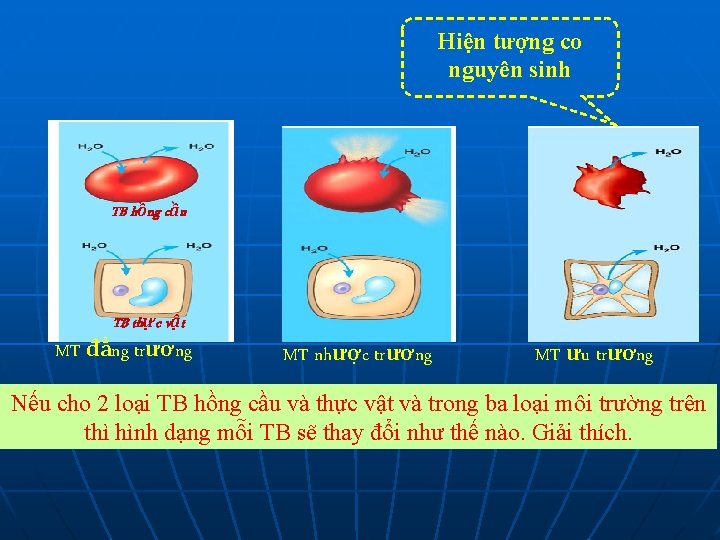 Hiện tượng co nguyên sinh TB hồng cầu TB thực vật MT đẳng trương