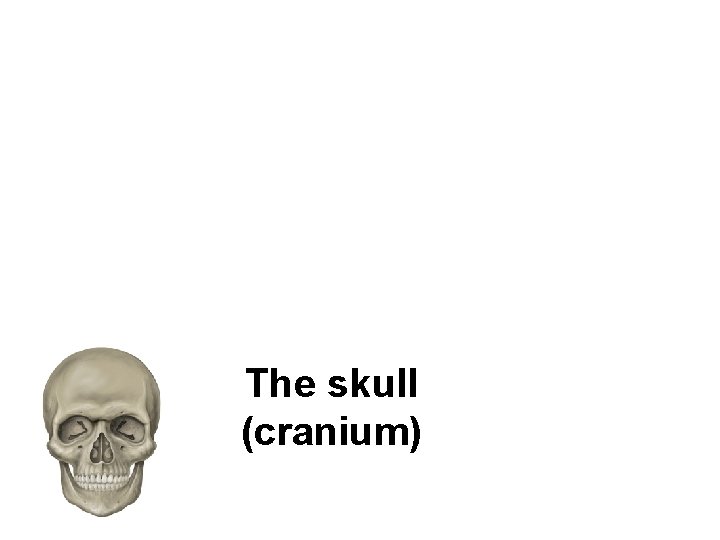 The skull (cranium) 